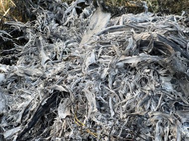 Yanmış çimenlerin külleri. Yangın çıktıktan sonra tarlaya kül ekin..