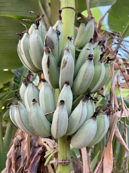 Primer Plano Plátano Creciendo Isla Frutas Tropicales — Foto de Stock