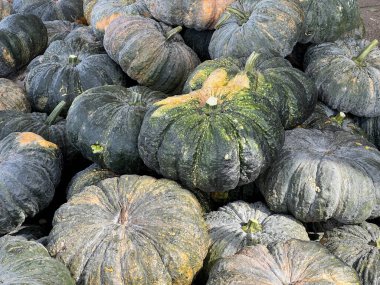 Piyasada satılan balkabakları.