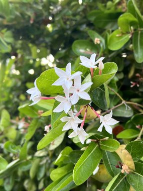 Bahçedeki beyaz karonda çiçeği