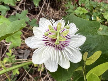 Kokuşmuş tutku çiçeği ya da Passiflora foetida çiçeği doğa bahçesinde