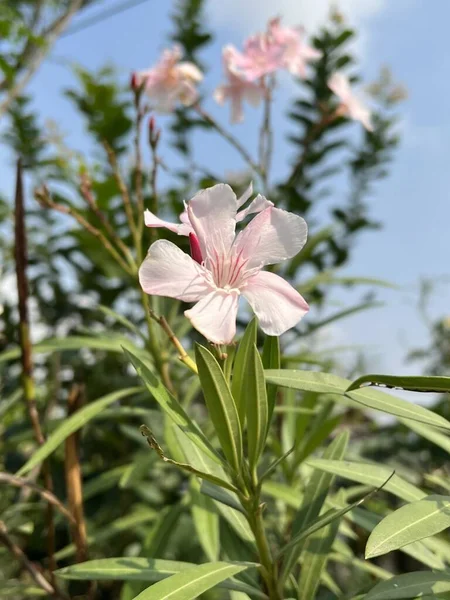 Ροζ Λουλούδι Oleander Πικροδάφνη Nerium Φόντο Λουλουδιών Κόκκινο Άνθος Δέντρου — Φωτογραφία Αρχείου