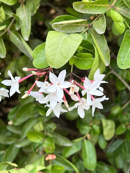 Λευκό Λουλούδι Karonda Στον Κήπο — Φωτογραφία Αρχείου