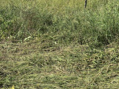 yeşil çimen arka planı. Bir alanın soyut görüntüsü