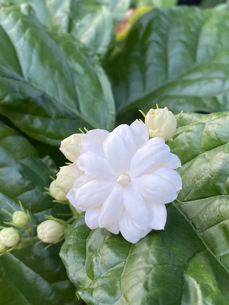 Γιασεμί Λουλούδι Στον Κήπο Της Φύσης — Φωτογραφία Αρχείου