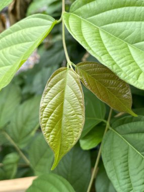 Doğa bahçesinde taze yeşil kombretum yaprakları