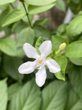 Beyaz wrightia antidysenterica çiçeği doğa bahçesinde