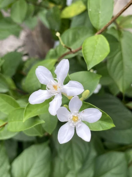 Beyaz Wrightia Antidysenterica Çiçeği Doğa Bahçesinde — Stok fotoğraf