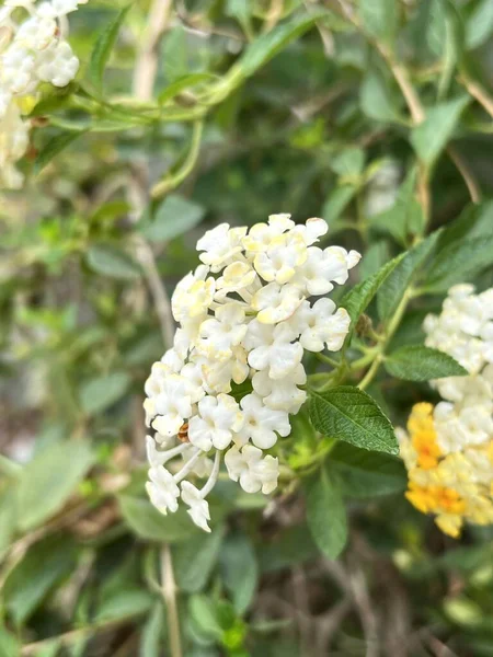 란타나 카마라 정원에서 흰색을 — 스톡 사진