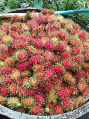 Pazarda Rambutan 'ı kapatın.