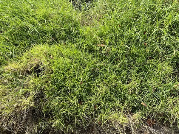 Nahaufnahme Grünes Gras Textur Hintergrund — Stockfoto