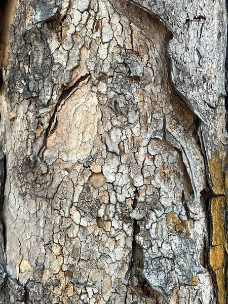 Στενή Υφή Φλοιού Δέντρου — Φωτογραφία Αρχείου