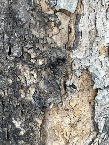 Närbild Textur Ett Träd Bark — Stockfoto