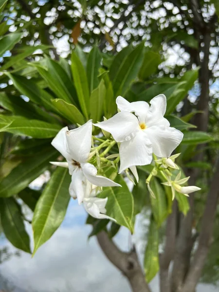 Cerbera Manghas Fleur Dans Jardin Naturel — Photo