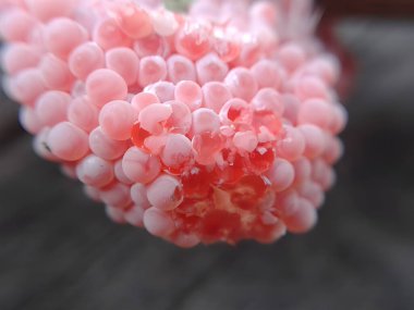 Pirinç tarlasında altın salyangoz yumurtalarını kapatın.