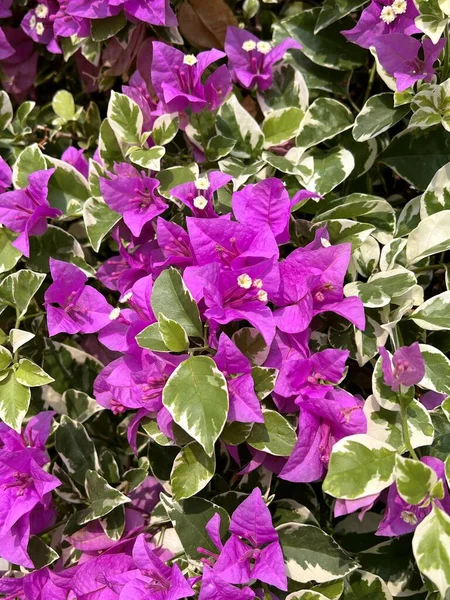 Belas Flores Bougainvillea Jardim — Fotografia de Stock