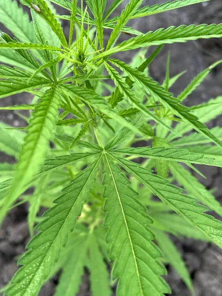Pianta Cannabis Che Cresce Giardino — Foto Stock