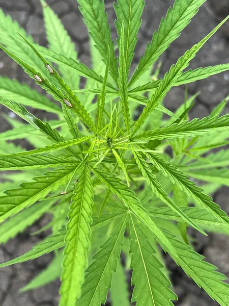 Cannabisväxt Som Växer Trädgården — Stockfoto