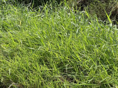 yeşil çim dokusu arka kapatmak