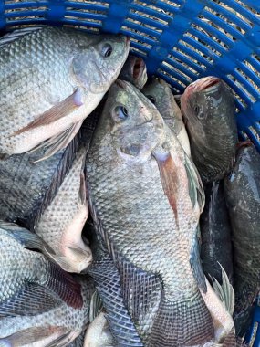 Plastik sepette tilapia balığı