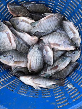 Plastik sepette tilapia balığı