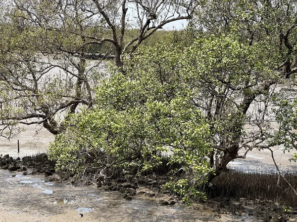 Water Muddy Ground Mangrove Forest — Stock Photo, Image
