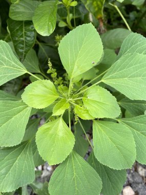 Doğa bahçesindeki Acalypha indica ağacı