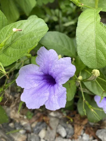 Ruellia Tuberosa Púrpura Flor Jardín —  Fotos de Stock