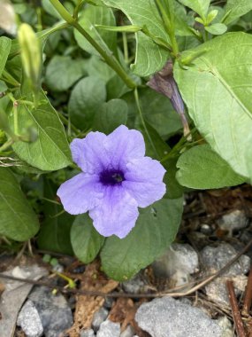 Mor çiçek Waterkanon, Watrakanu, Minnieroot, Demir Kök, Feverroot, Patlayan kapsül, Kraker bitkisi,