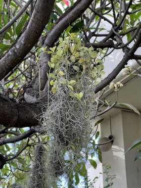 Tillansia usenoides bitkisi doğa bahçesinde.