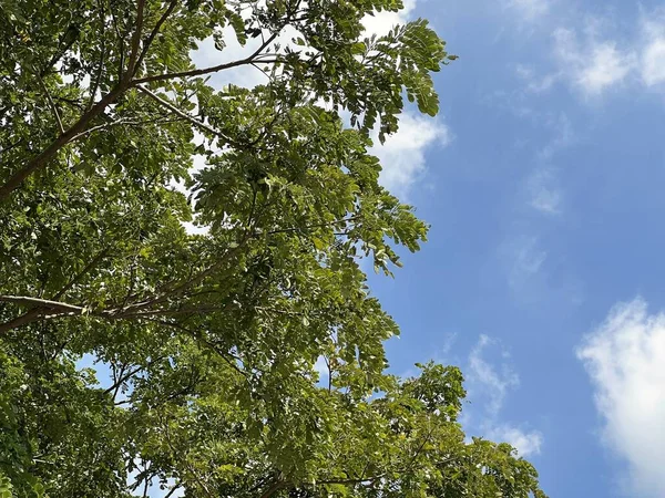 stock image green leaves in the garden