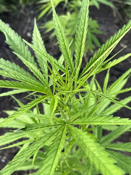 Pianta Cannabis Che Cresce Giardino — Foto Stock