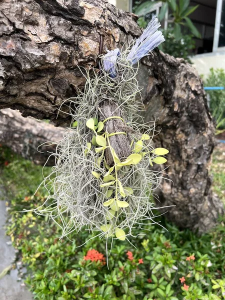 ティランジアユスノイデス自然庭園の植物 — ストック写真