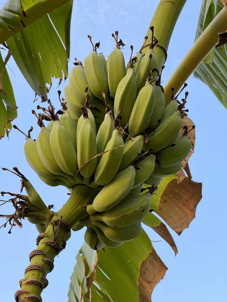 Bananeira Com Bananas Verdes — Fotografia de Stock