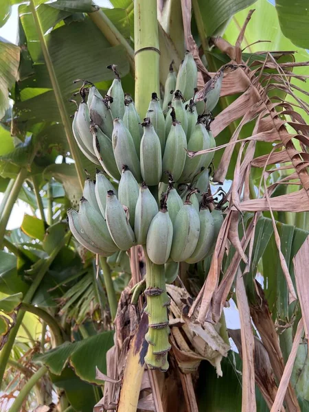 Банановое Дерево Зелеными Бананами — стоковое фото