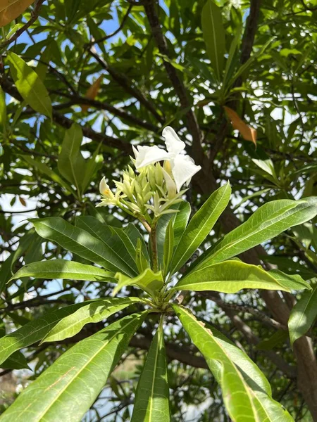 Cerbera Odollam Suicide Tree Pong Pong Othalanga Flower — Stock Photo, Image