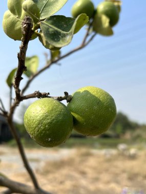 Yeşil bir ağaç üzerinde limonu