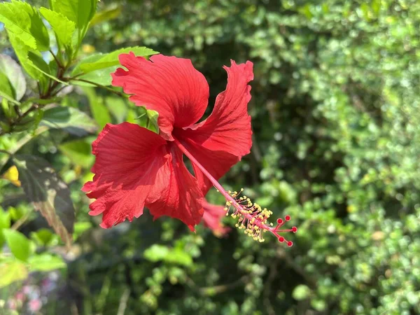 Bahçedeki Güzel Kırmızı Amber Çiçeğine Yaklaş Hibiscus Çiçeği — Stok fotoğraf
