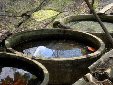 Tayland 'daki betta balık çiftliği