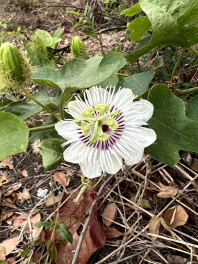 Doğa bahçesinde Passiflora foetida çiçeği