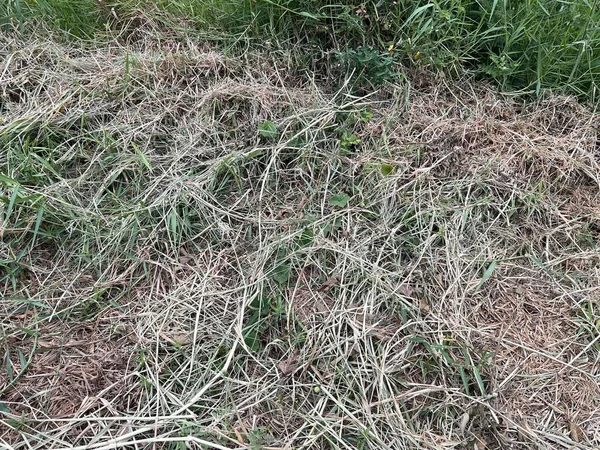 Nahaufnahme Eines Grashaufens Auf Einem Grünen Gras — Stockfoto