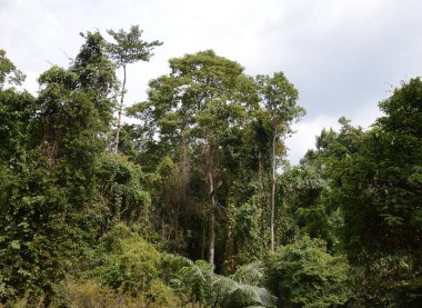 Ağaçlı ve yeşil yapraklı güzel bir manzara. 