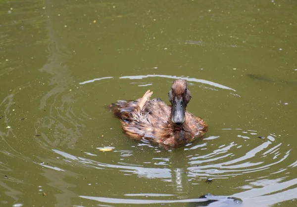 Eine Ente Teich — Stockfoto
