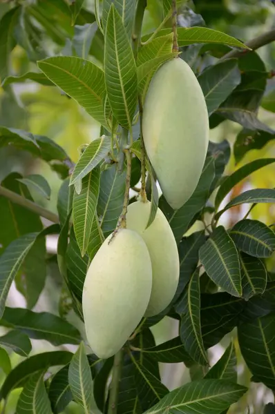Green Ripe Mango Branch — Stock Photo, Image