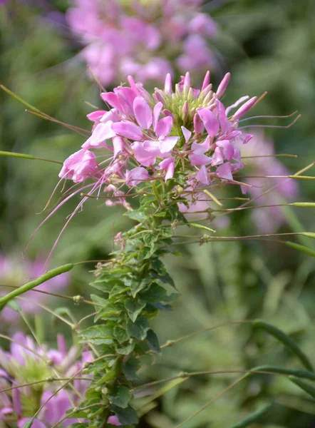 Parktaki güzel Örümcek Çiçekleri (Cleome hassleriana).