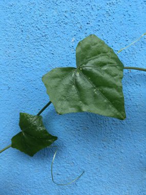 mavi arka planda yeşil sarmaşık kabağı yaprakları 