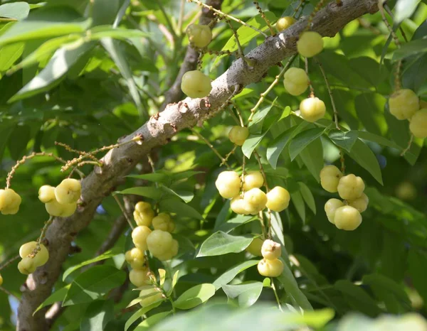 Fresh Ripe Green Star Gooseberry Tree — Stock Photo, Image