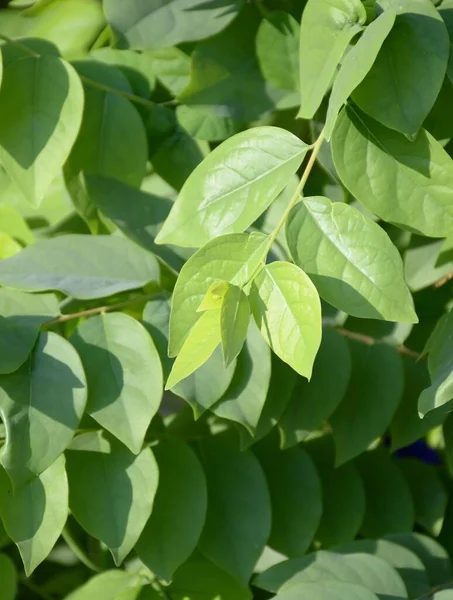 stock image green star gooseberry leaves in the garden 