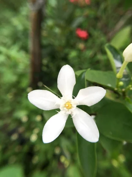 Schöne Wrightia Antidysenterica Blüten Garten — Stockfoto