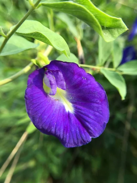 花园里美丽的紫色蝴蝶豌豆花 — 图库照片